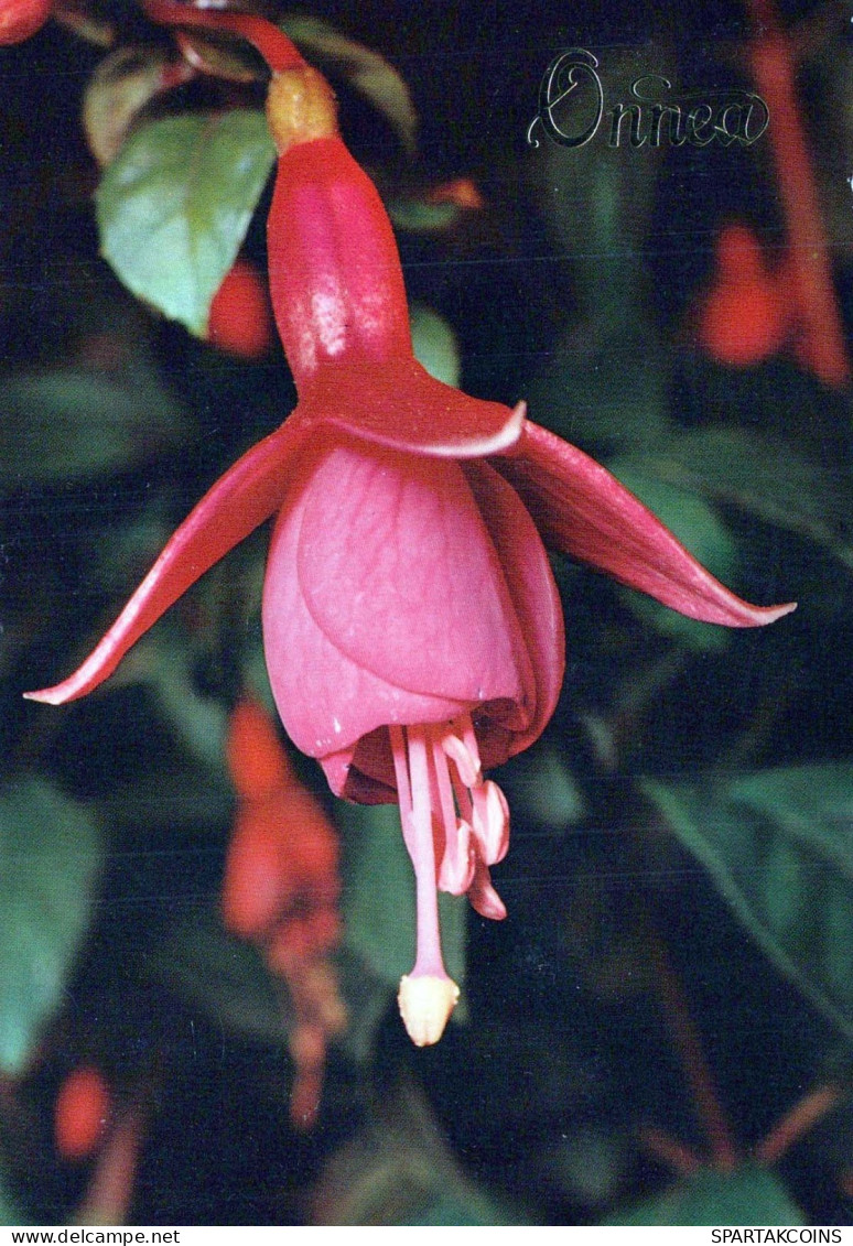 FLOWERS Vintage Postcard CPSM #PBZ353.GB - Flowers