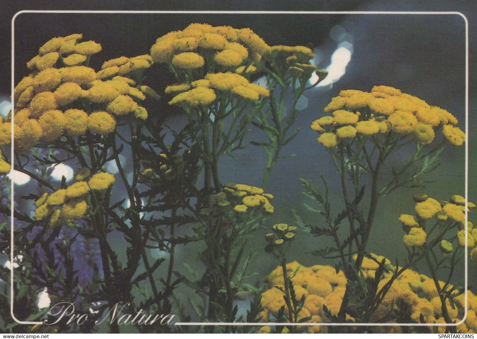 FLOWERS Vintage Postcard CPSM #PAS426.GB - Flowers