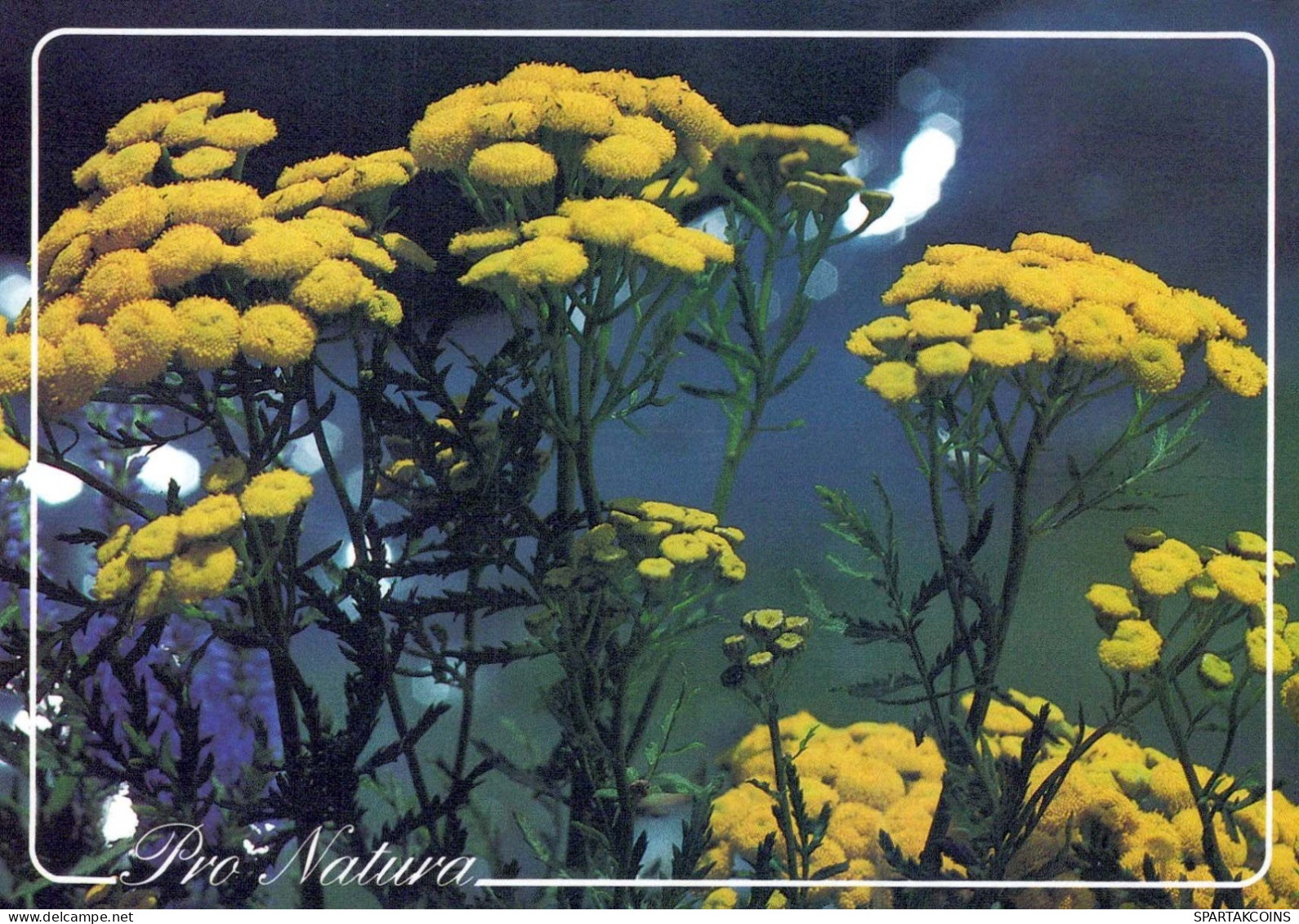 FLOWERS Vintage Postcard CPSM #PAS426.GB - Flowers