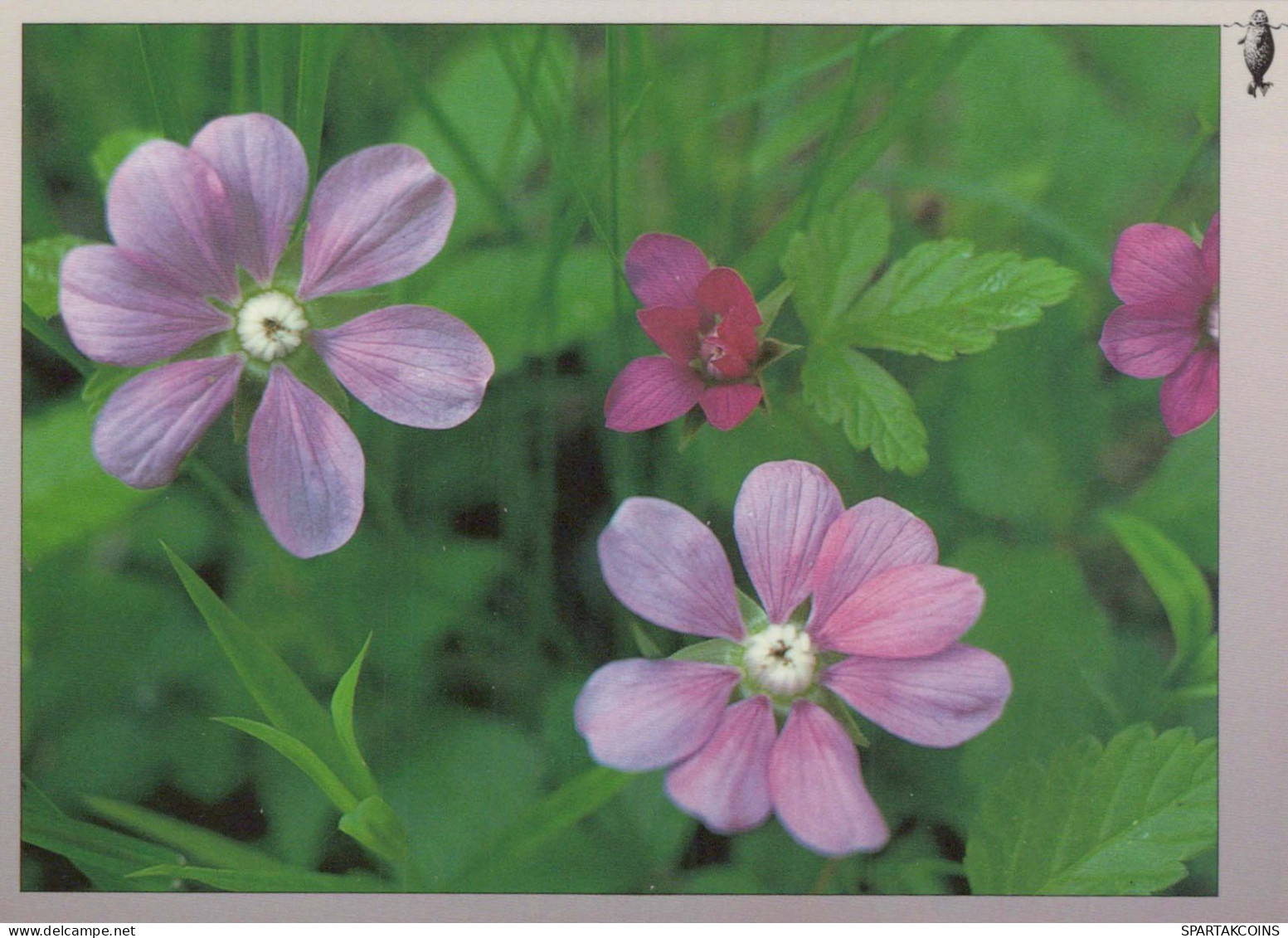 FLOWERS Vintage Postcard CPSM #PAR525.GB - Flowers