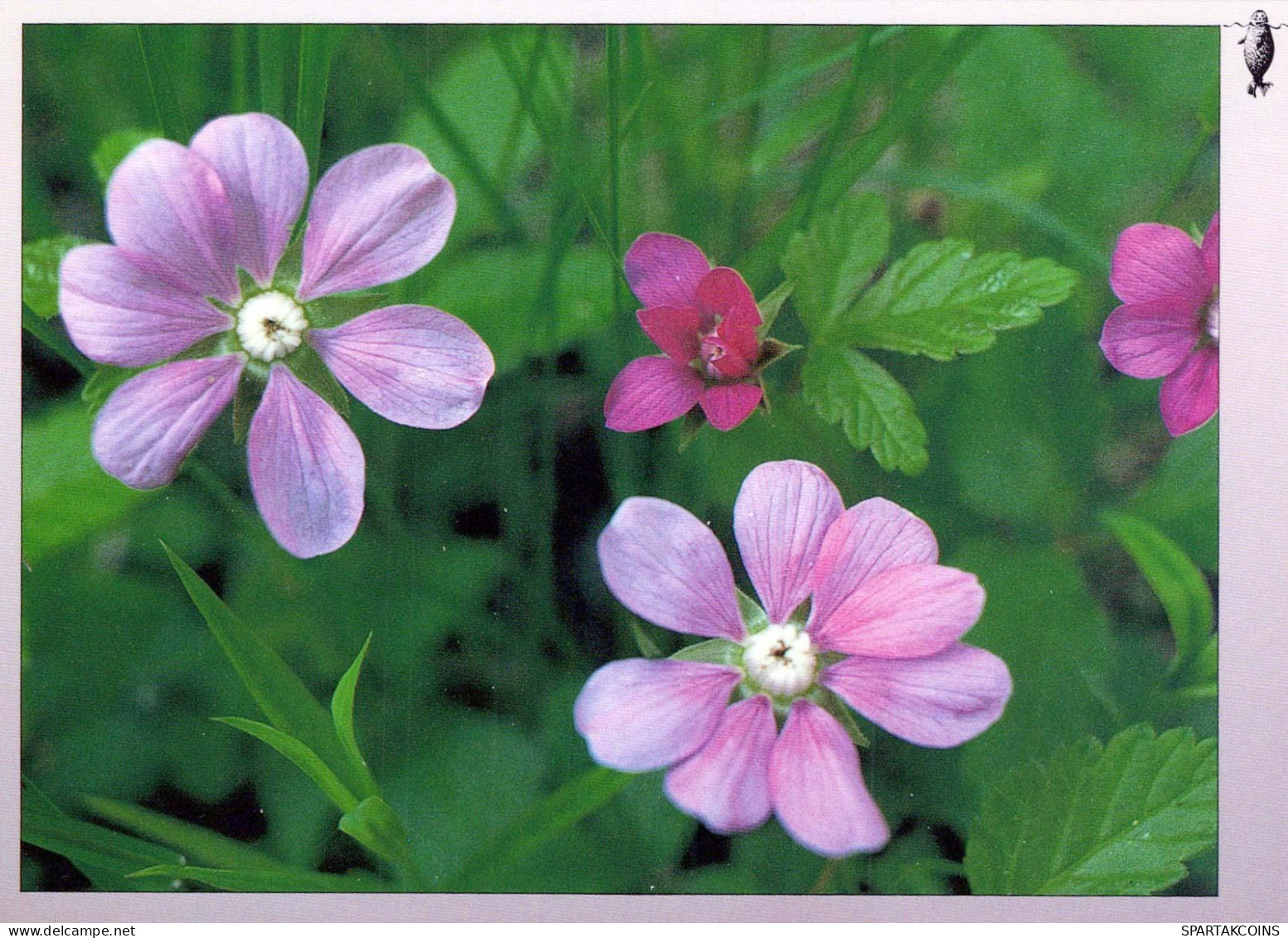 FLOWERS Vintage Postcard CPSM #PAR525.GB - Flowers