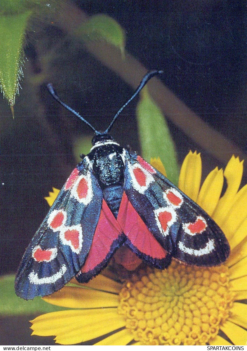 MARIPOSAS Animales Vintage Tarjeta Postal CPSM #PBS442.ES - Butterflies