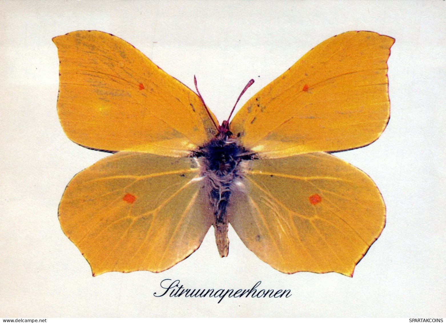 SCHMETTERLINGE Tier Vintage Ansichtskarte Postkarte CPSM #PBS444.DE - Mariposas