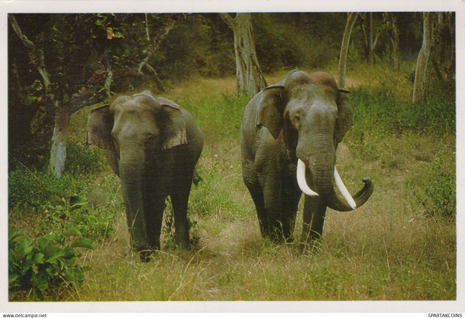 ELEFANTE Animale Vintage Cartolina CPSM #PBS762.IT - Éléphants