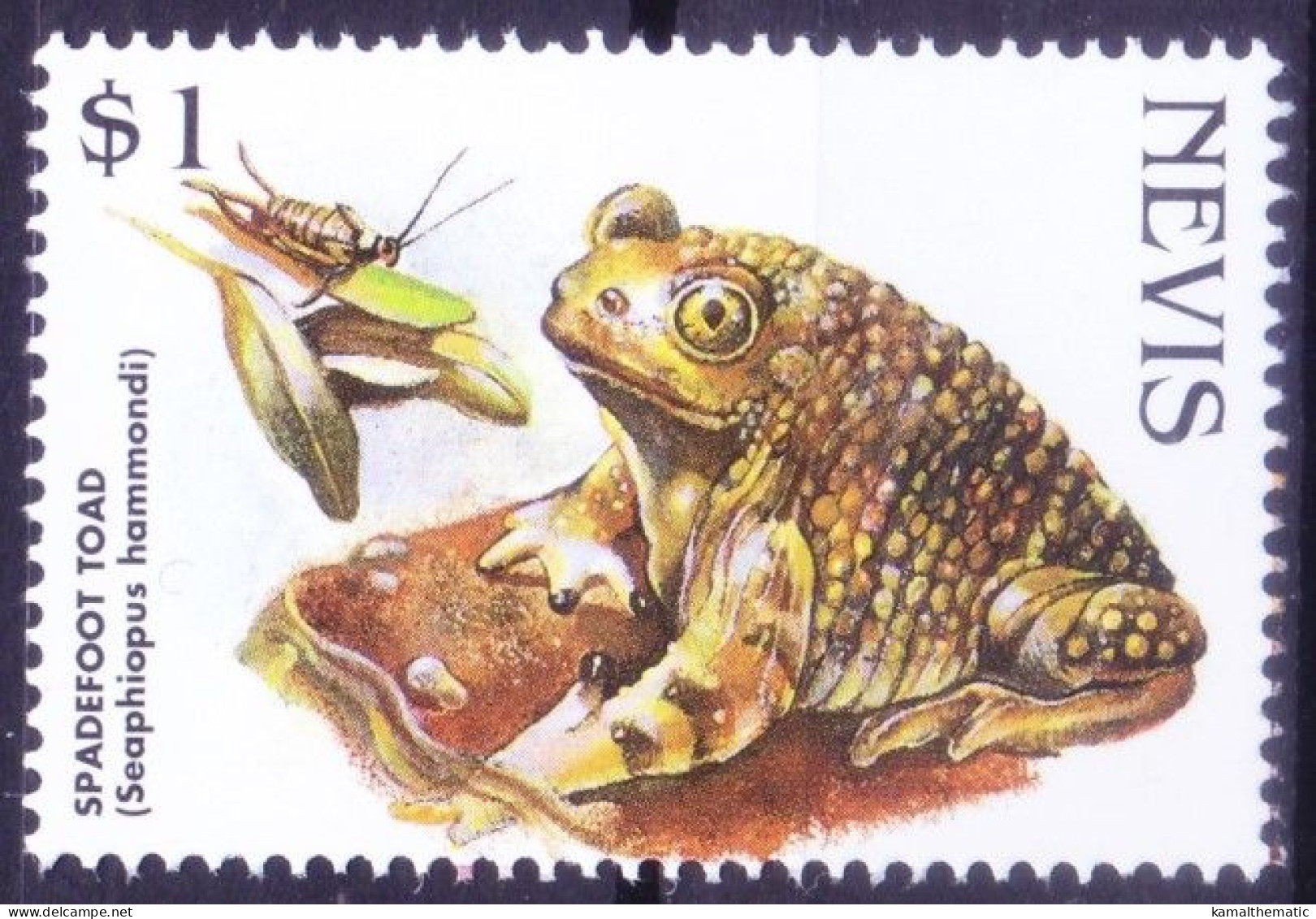 Nevis 1998 MNH, Spadefoot Toad, Frogs, Amphibians - Frösche