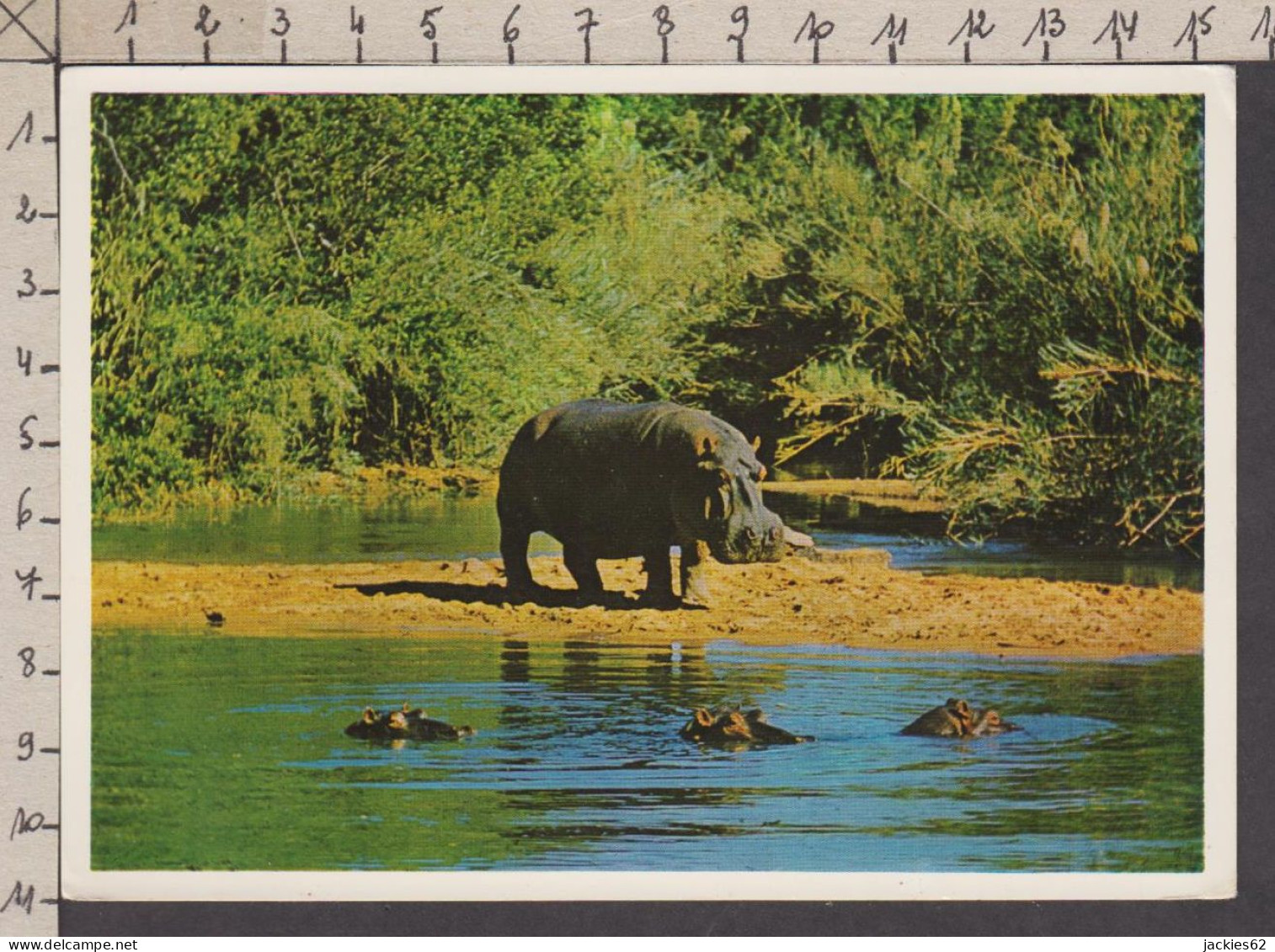 089715GF/ Hippopotame, Femelle Et Ses Petits, Mother Hippo Watching Over Her Family - Hippopotames