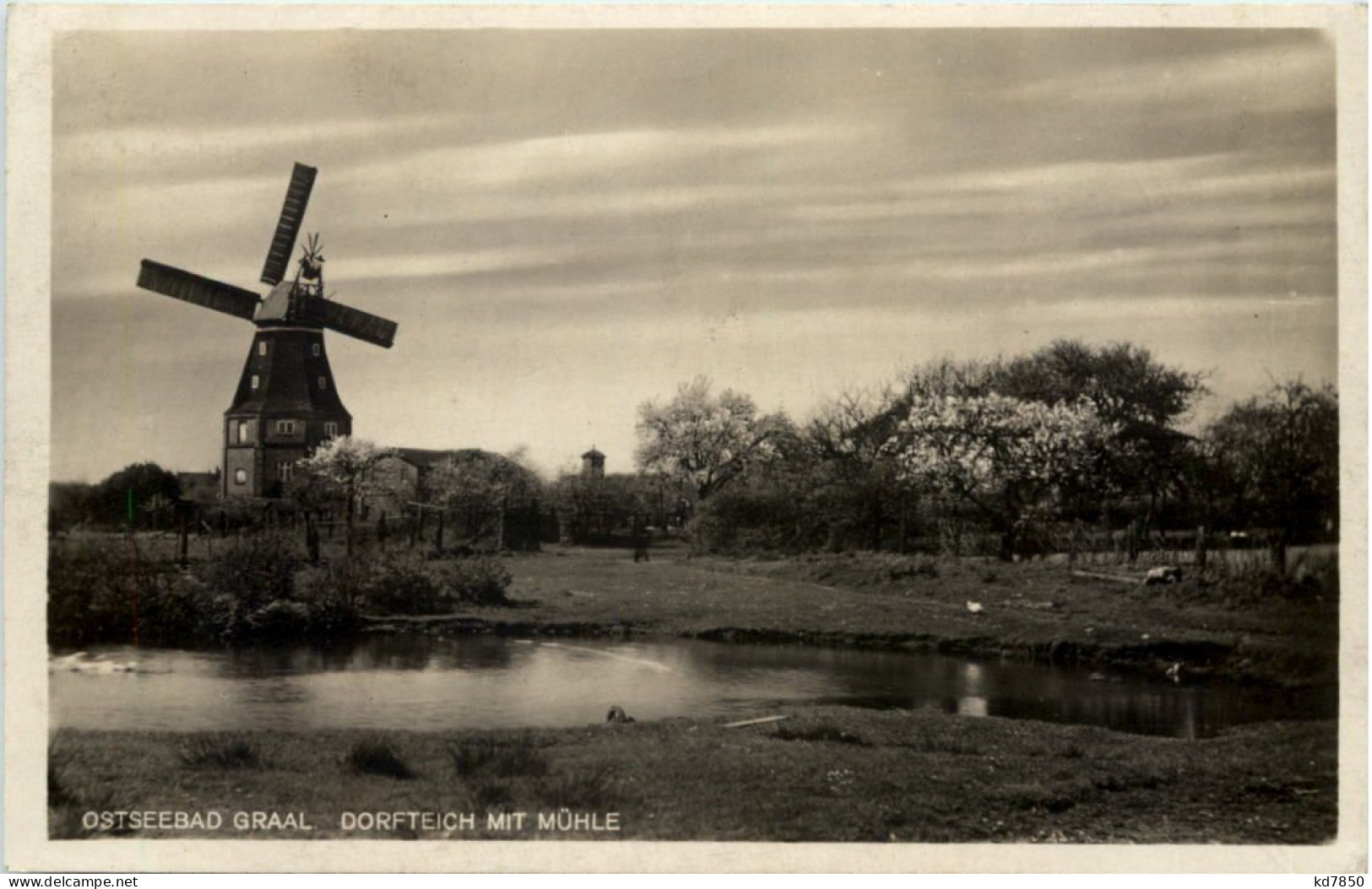 Seebad Graal-Müritz,, Dorfteich Mit Mühle - Graal-Müritz