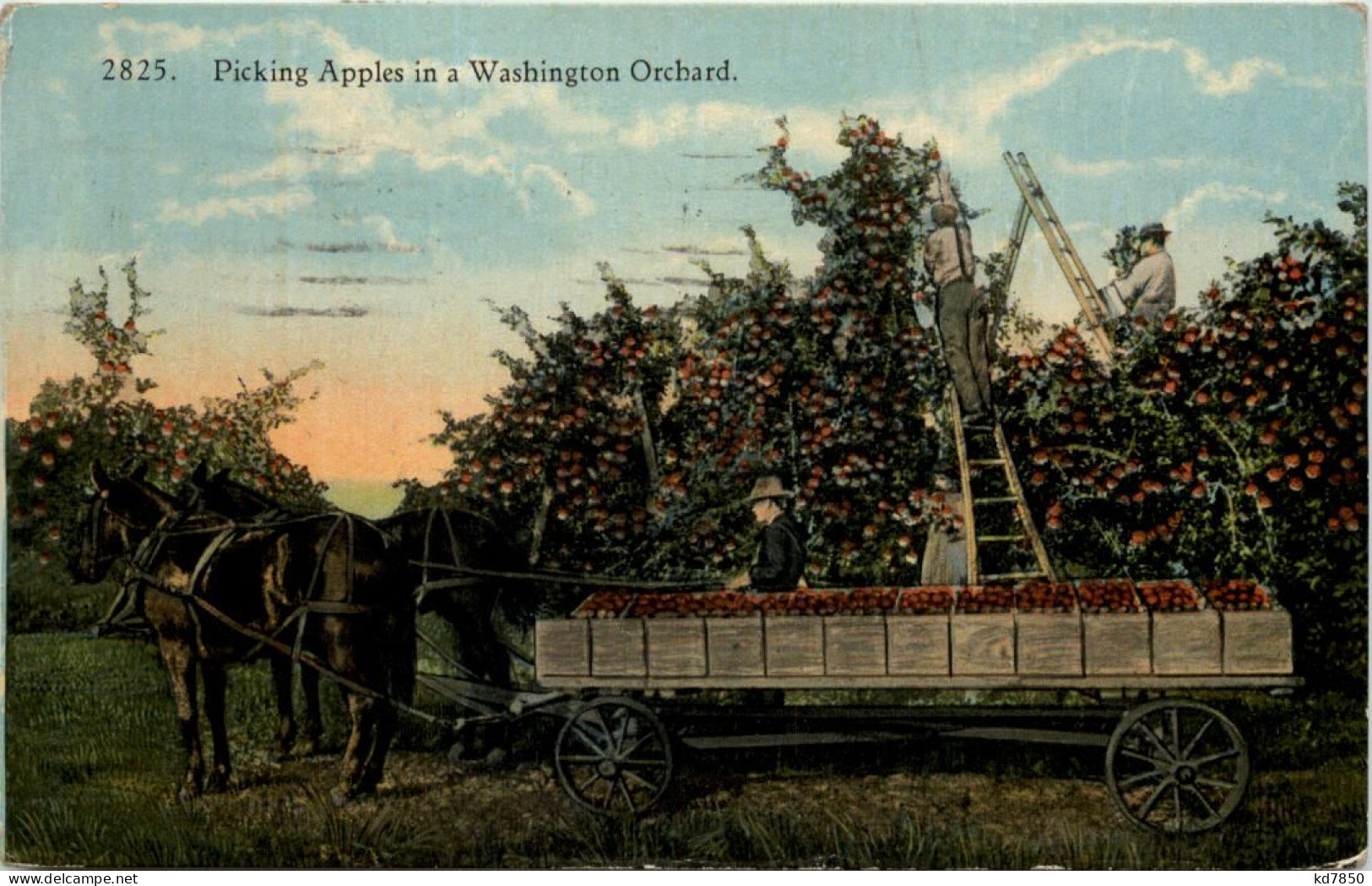 Picking Apples In A Washington Orchard - Cultures