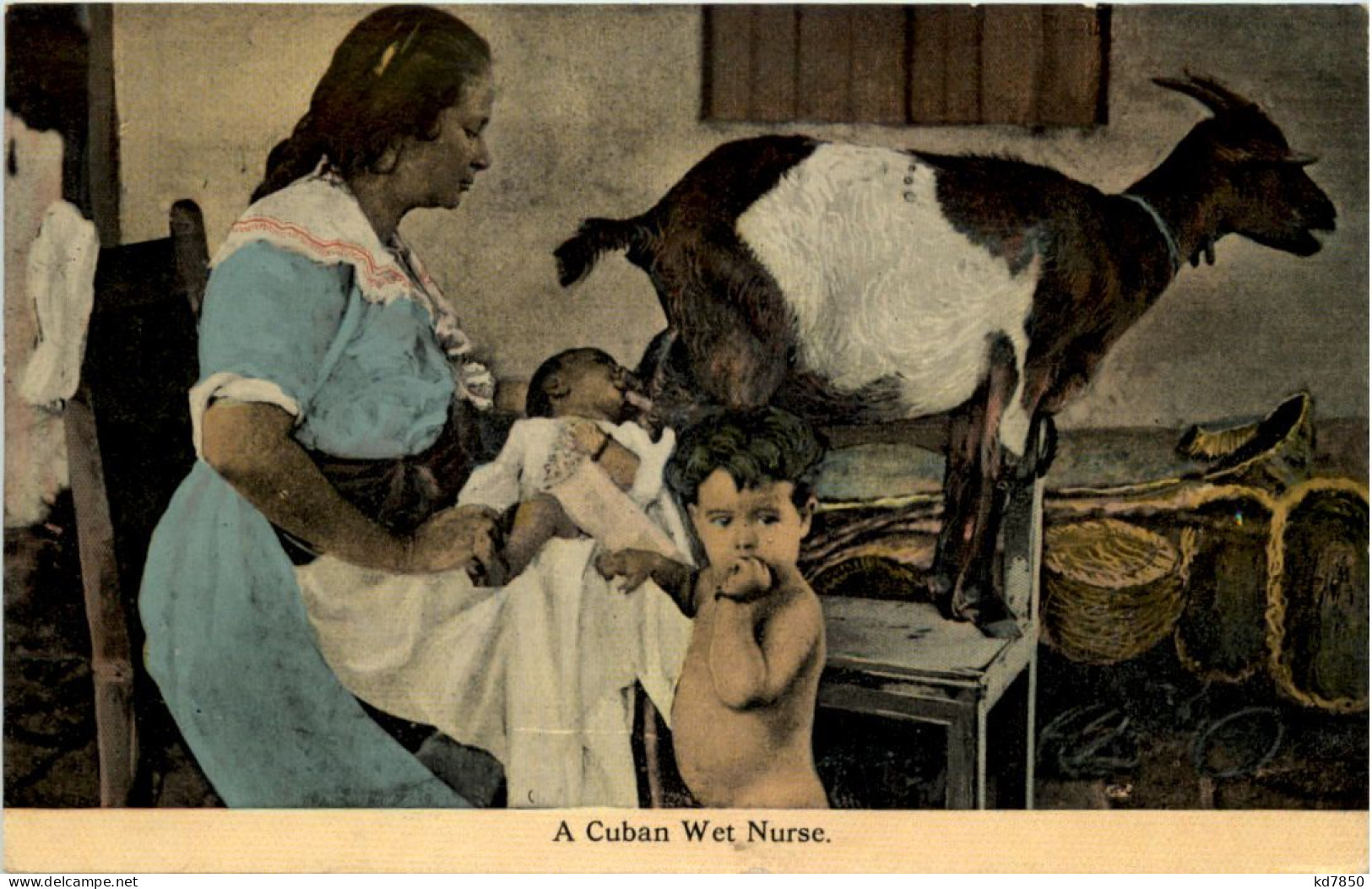 A Cuban Wet Nurse - Ziege Goat - Cuba