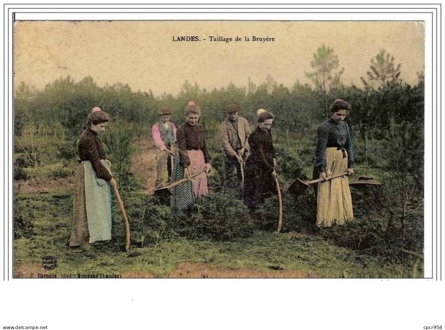 AGRICULTURE.CULTURES.LAND ES.TAILLAGE  DE LA BRUYERE. - Cultures