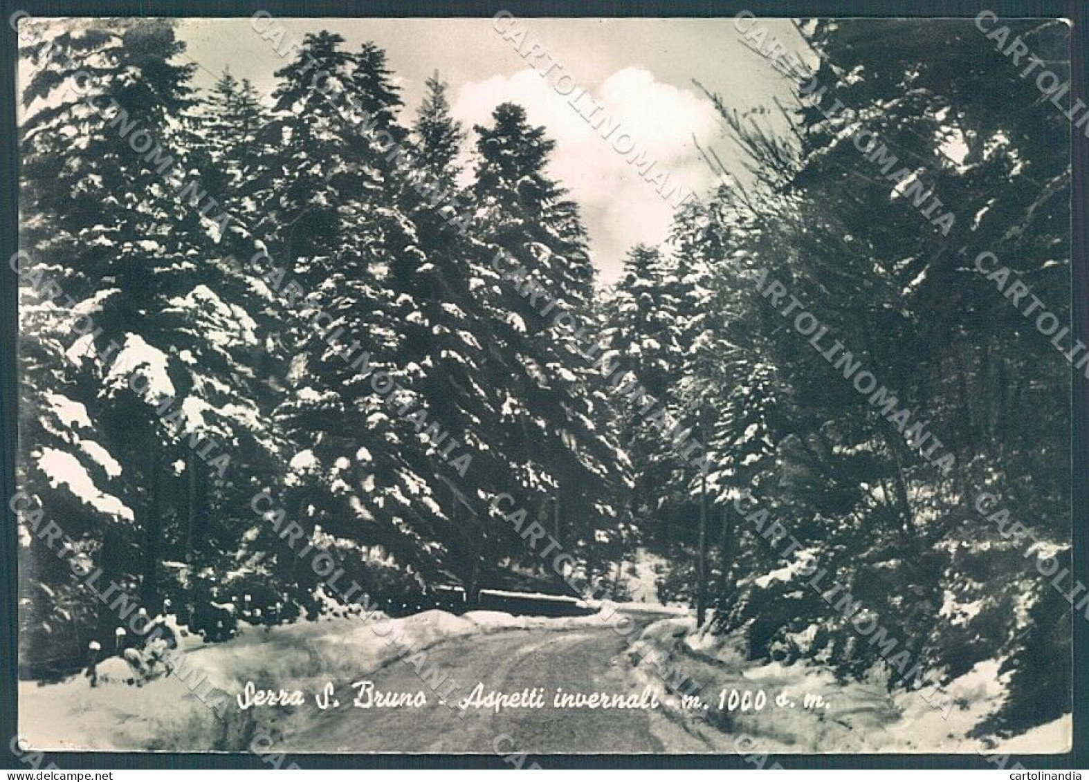 Vibo Valentia Serra San Bruno Bosco Neve Foto FG Cartolina JK3053 - Vibo Valentia