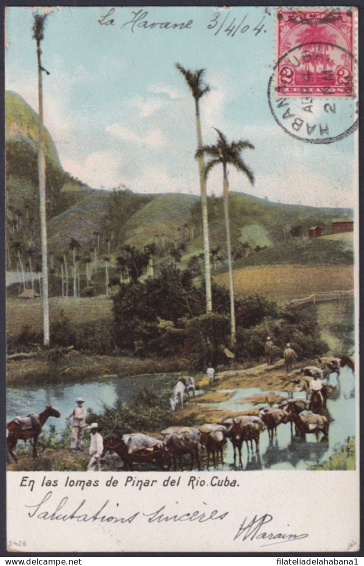 TMA-753 CUBA 1904 RARE MAXIM CARD ROYAL PALM COUNTRY LANDSCAPE PINAR DEL RIO.  - Cartes-maximum