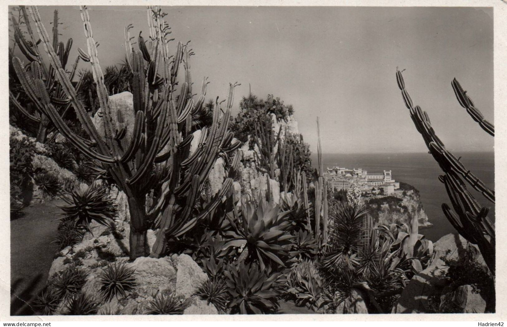 RECTO/VERSO - CPA - MONACO - JARDIN EXOTIQUE - CEREUS VALIDUS - ALOES - AGAVES - YUCCAS - AU FOND LE PALAIS - Jardín Exótico