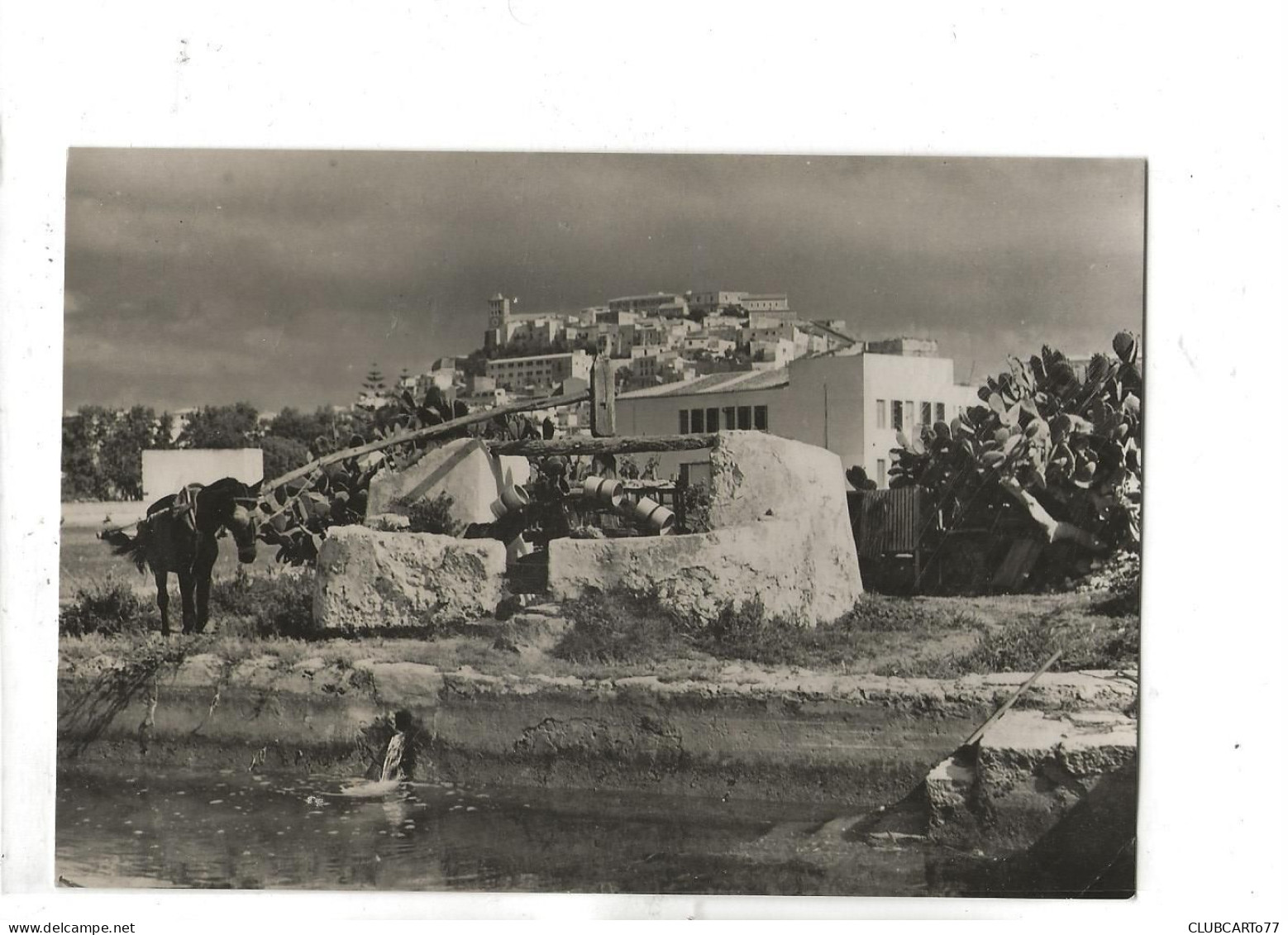 Ibiza (Espagne, Islas Baleares) : Noria En Los Alrededoros De La Cludad En 1956 (animado) GF. - Ibiza