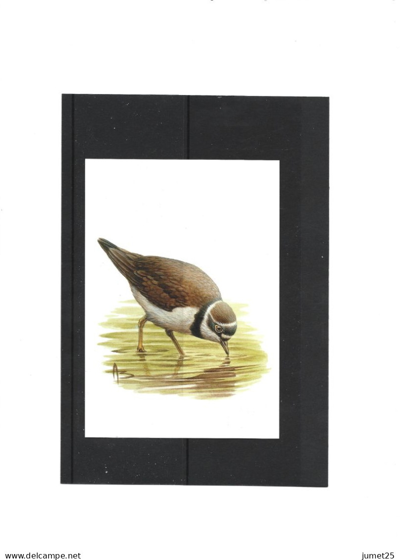 Buzin 3267 Petit Gravelot - 1985-.. Vogels (Buzin)