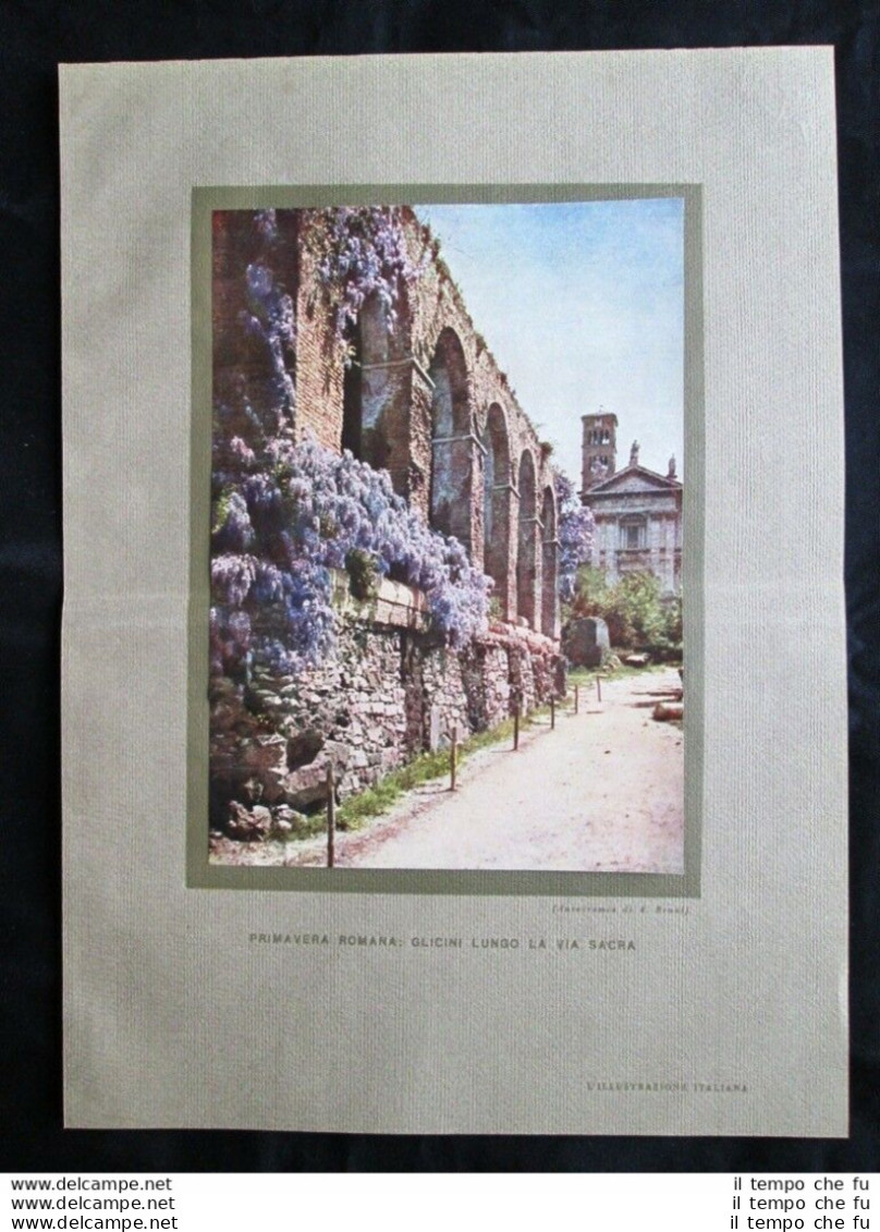 Primavera Romana: Glicini Lungo La Via Sacra Stampa Del 1930 - Other & Unclassified
