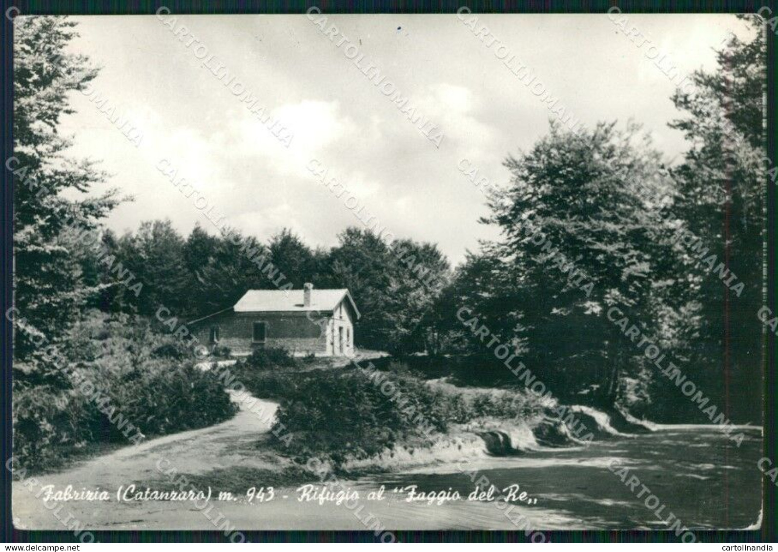 Vibo Valentia Fabrizia Rifugio Faggio Del Re PIEGHINA Foto FG Cartolina KF1897 - Vibo Valentia