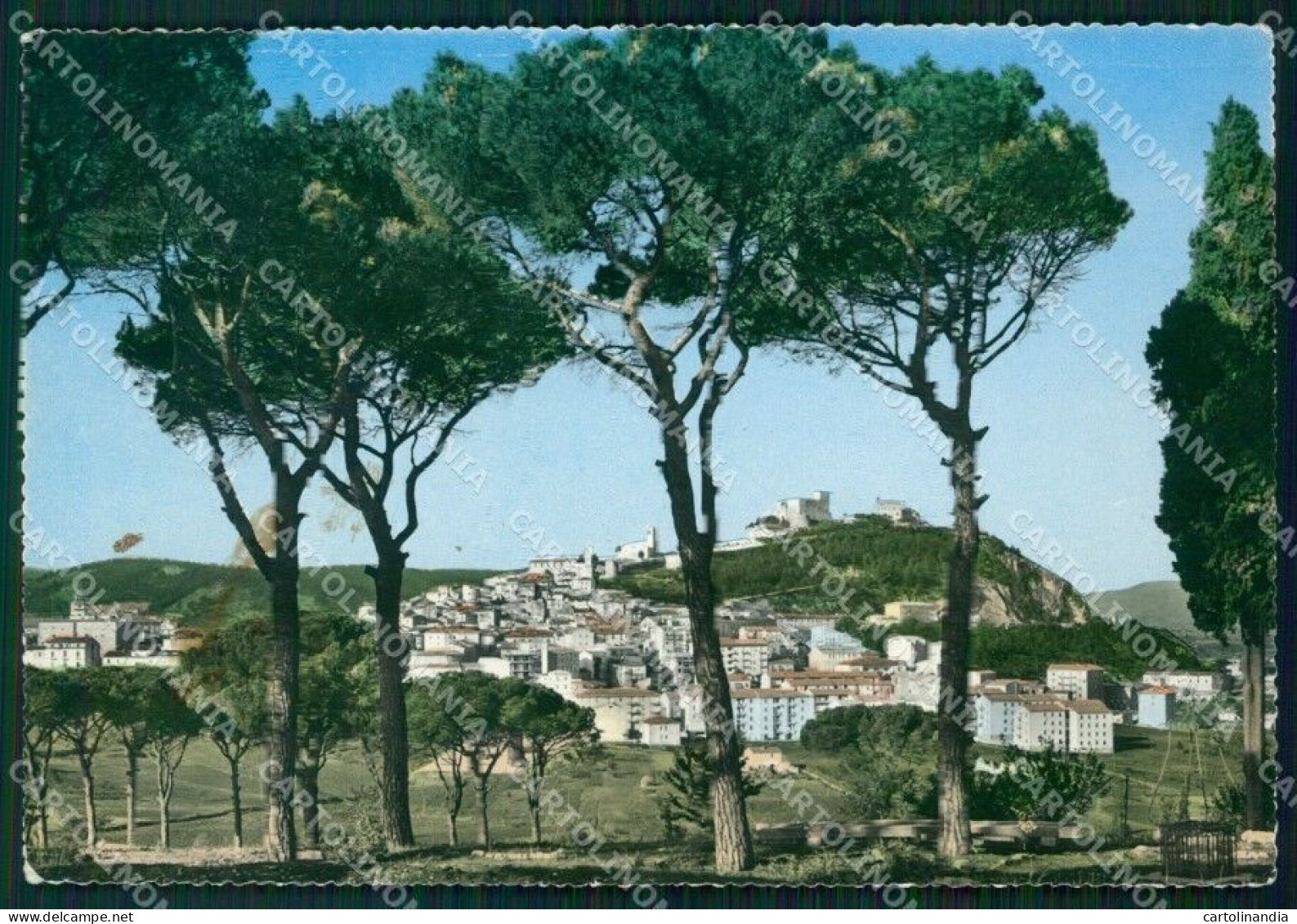 Campobasso Città MACCHIA Foto FG Cartolina KF1941 - Campobasso