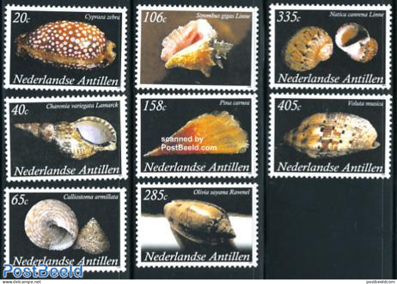 Netherlands Antilles 2008 Shells 8v, Mint NH, Nature - Shells & Crustaceans - Marine Life