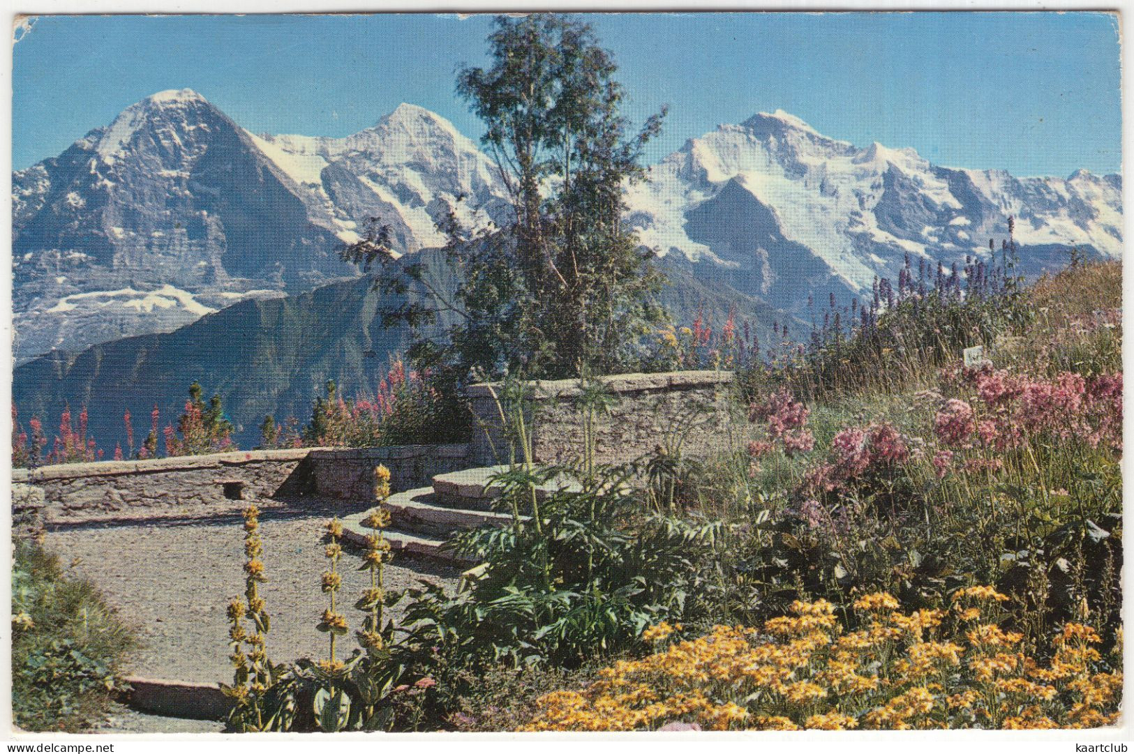 Schynige Platte. Alpengarten Mit Eiger, Mönch Und Jungfrau - (Schweiz/Suisse) - Lauterbrunnen