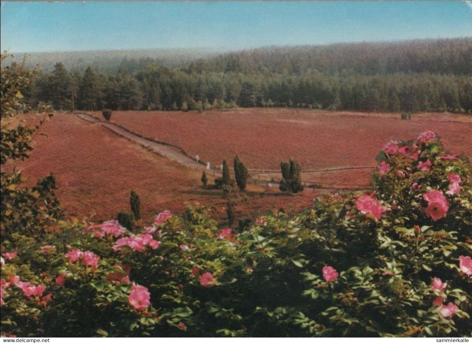 48323 - Lüneburger Heide - Totengrund - 1983 - Lüneburger Heide