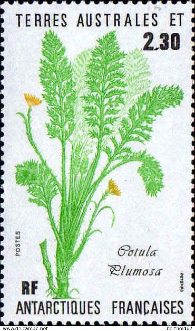 TAAF Poste N** Yv:118 Mi:214 Cotula Prumosa - Unused Stamps