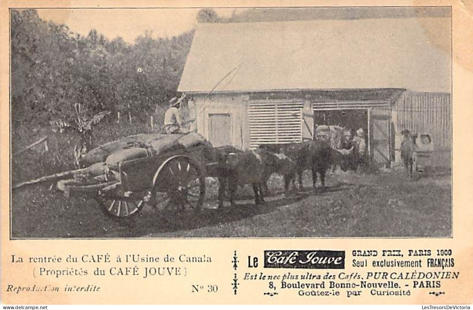 Nouvelle Calédonie  - La Rentrée Du Café à L'usine De Canala - Publicité Jouve - Carte Postale Ancienne - Nieuw-Caledonië