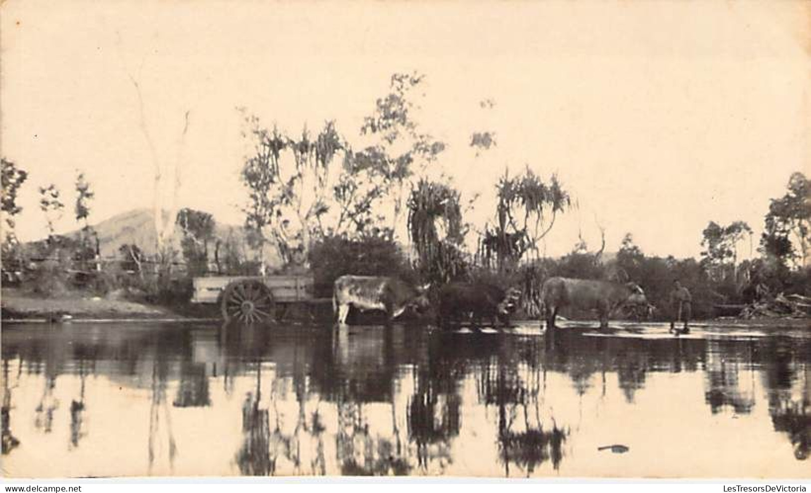 Nouvelle Calédonie - Carte Photo - Attelage Traversant Le Gué De Bourail? - Carte Postale Ancienne - Nieuw-Caledonië