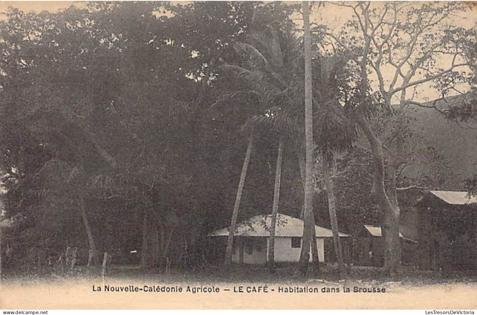 Nouvelle Calédonie Agricole - Le Café - Habitation Dans La Brousse - Edition Béchade - Carte Postale Ancienne - New Caledonia