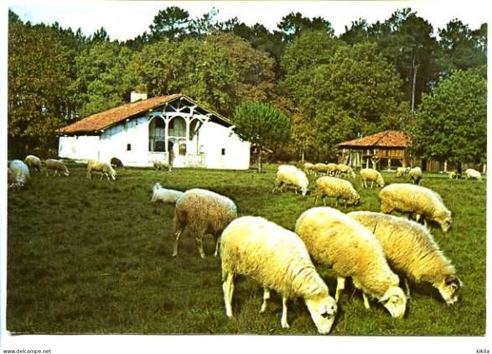 CSPM  10.5 X 15 Landes  Parc Naturel Régional Des Landes De Gascogne  Ecomusée De La Grande Lande "Marqueze"   SABRES* - Sabres