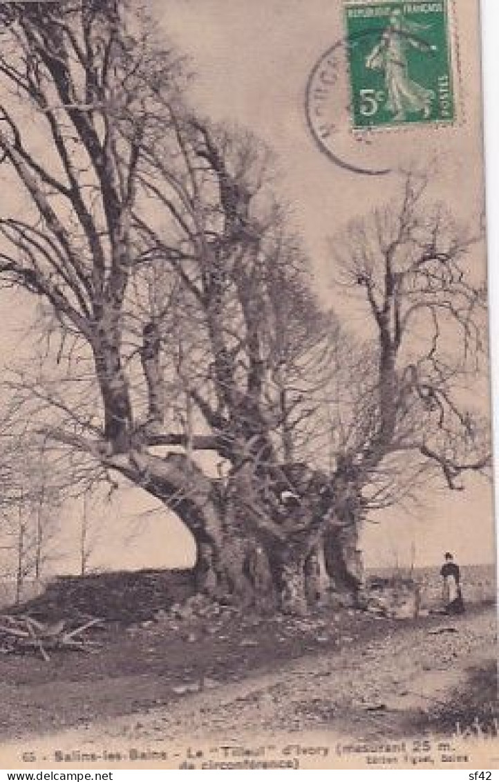 SALINS LES BAINS                   LE TILLEUL D IVORY    25 M DE CIRCONFRENCE - Alberi