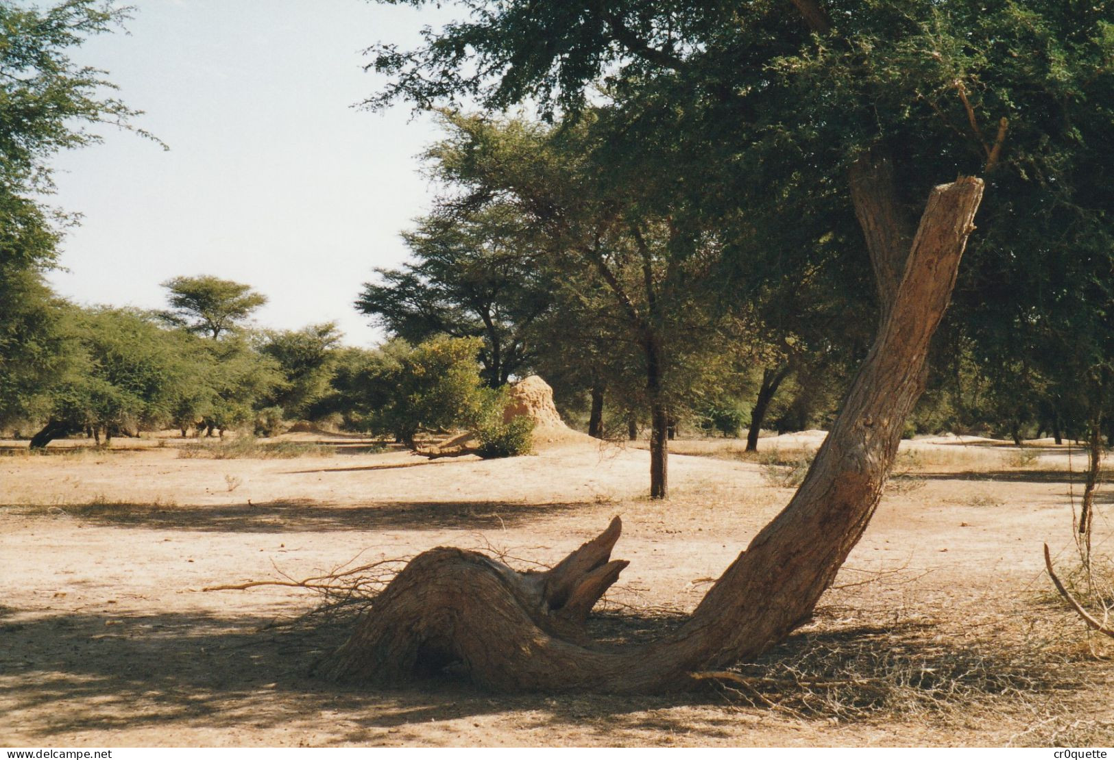 PHOTOGRAPHIES ORIGINALES / AFRIQUE - SENEGAL - DJOUGJ en 2000  (lot de 41 photos)