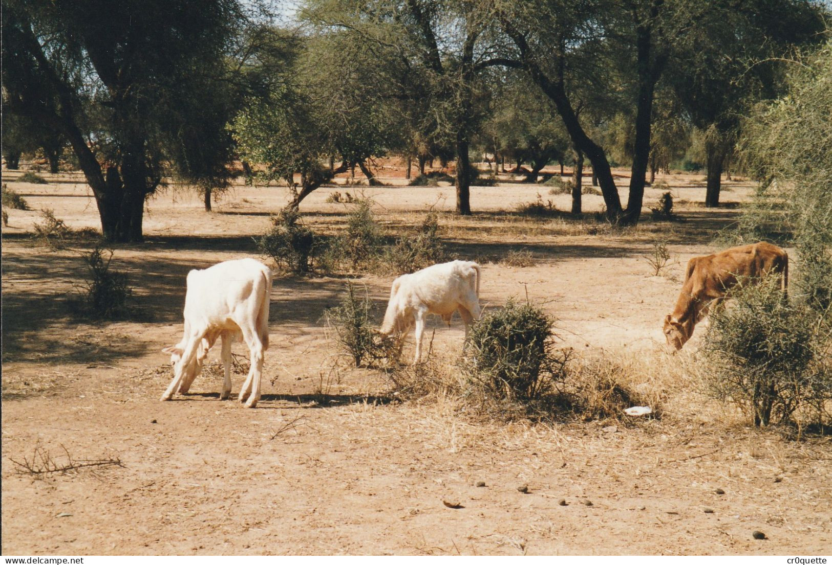 PHOTOGRAPHIES ORIGINALES / AFRIQUE - SENEGAL - DJOUGJ en 2000  (lot de 41 photos)