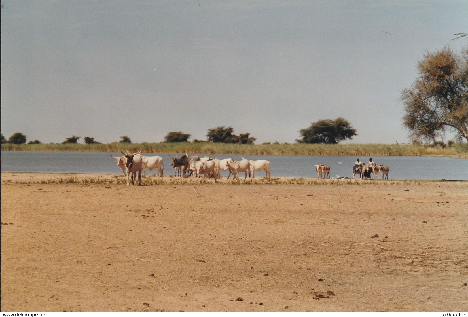 PHOTOGRAPHIES ORIGINALES / AFRIQUE - SENEGAL - DJOUGJ en 2000  (lot de 41 photos)