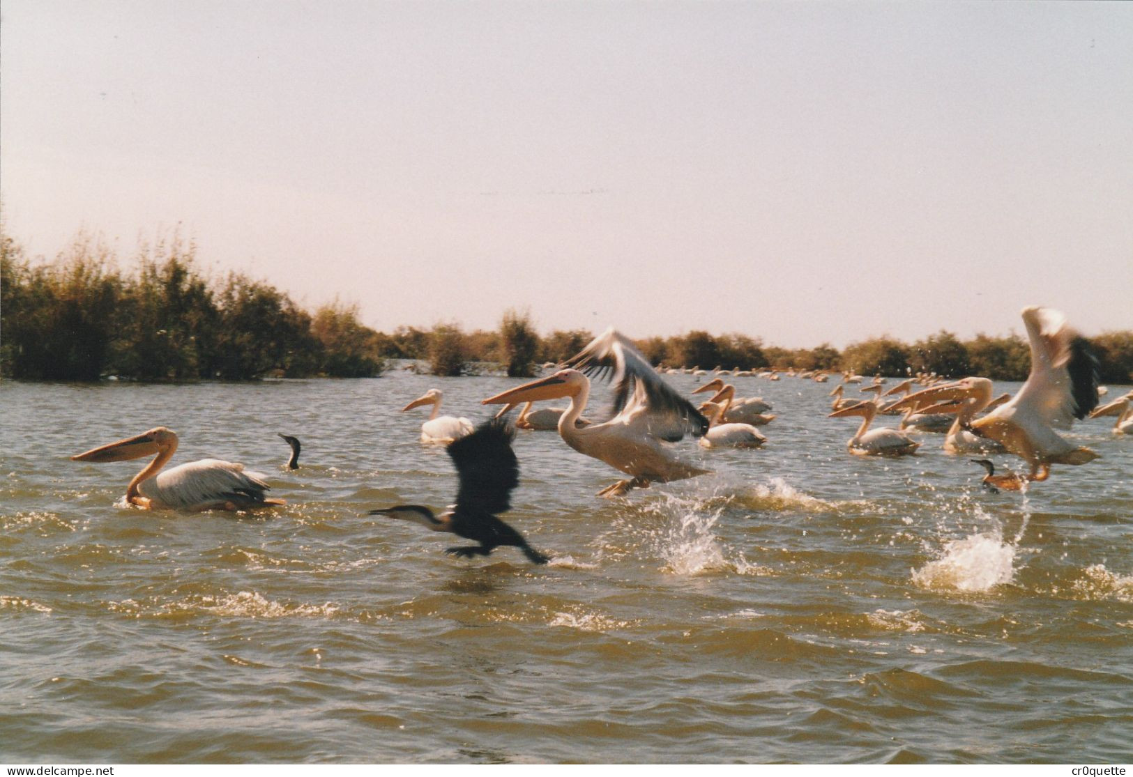 PHOTOGRAPHIES ORIGINALES / AFRIQUE - SENEGAL - DJOUGJ en 2000  (lot de 41 photos)