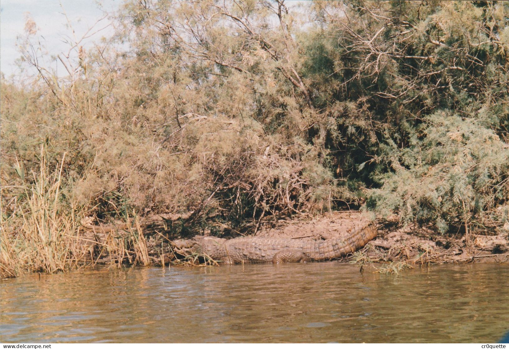 PHOTOGRAPHIES ORIGINALES / AFRIQUE - SENEGAL - DJOUGJ en 2000  (lot de 41 photos)