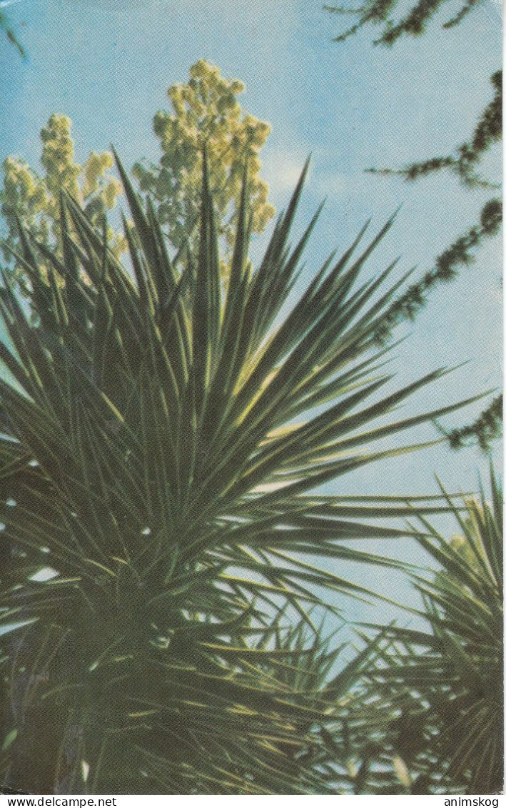 UdSSR 1968, Bildpostkarte, Sukkulente Weiße Yucca, Ungebraucht / USSR 1968, Picture Postcard, Succulent, New - Cactussen