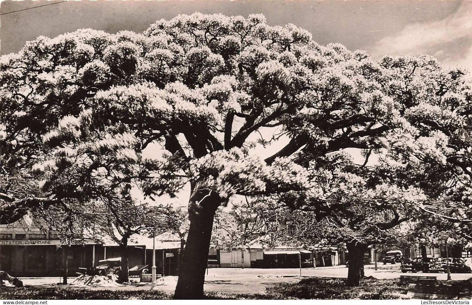 FRANCE - Nouméa - Les Flamboyants - Vues Sur Des Arbres - Maisons - Voitures - Carte Postale Ancienne - Nouvelle Calédonie