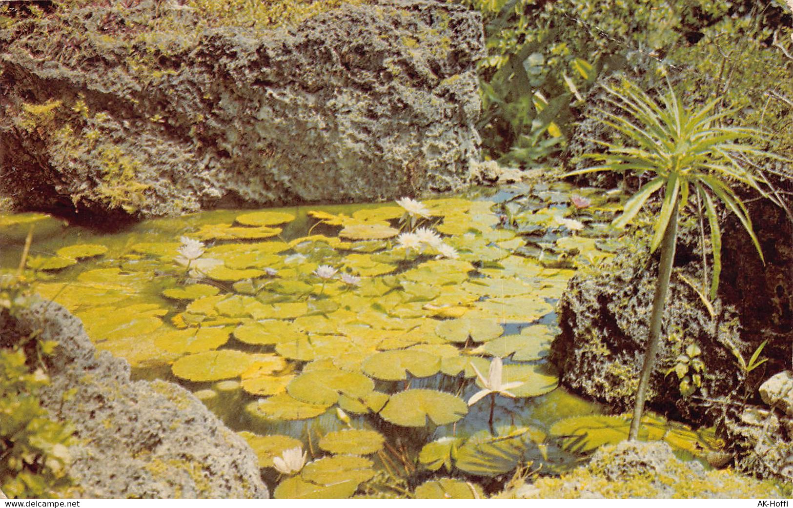Barbados - Lily Pond, At Andromeda Gardens, Bathsheba - Barbados (Barbuda)