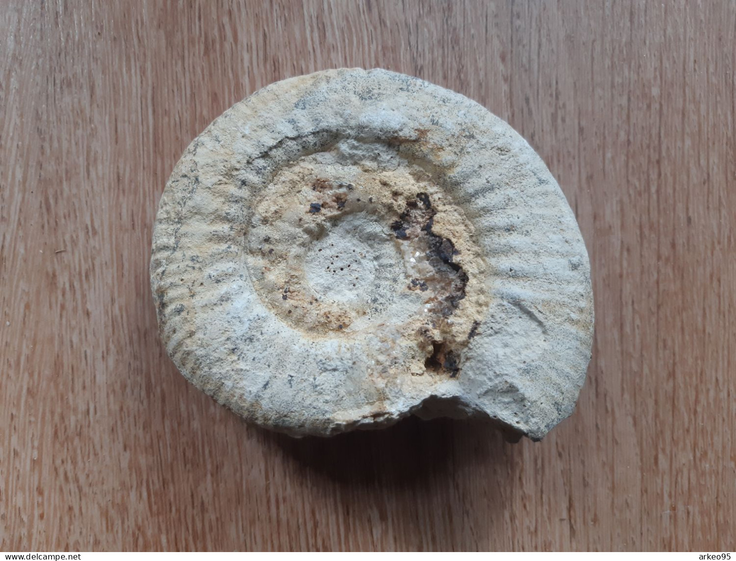 Ammonite 12 Cm - Fossils