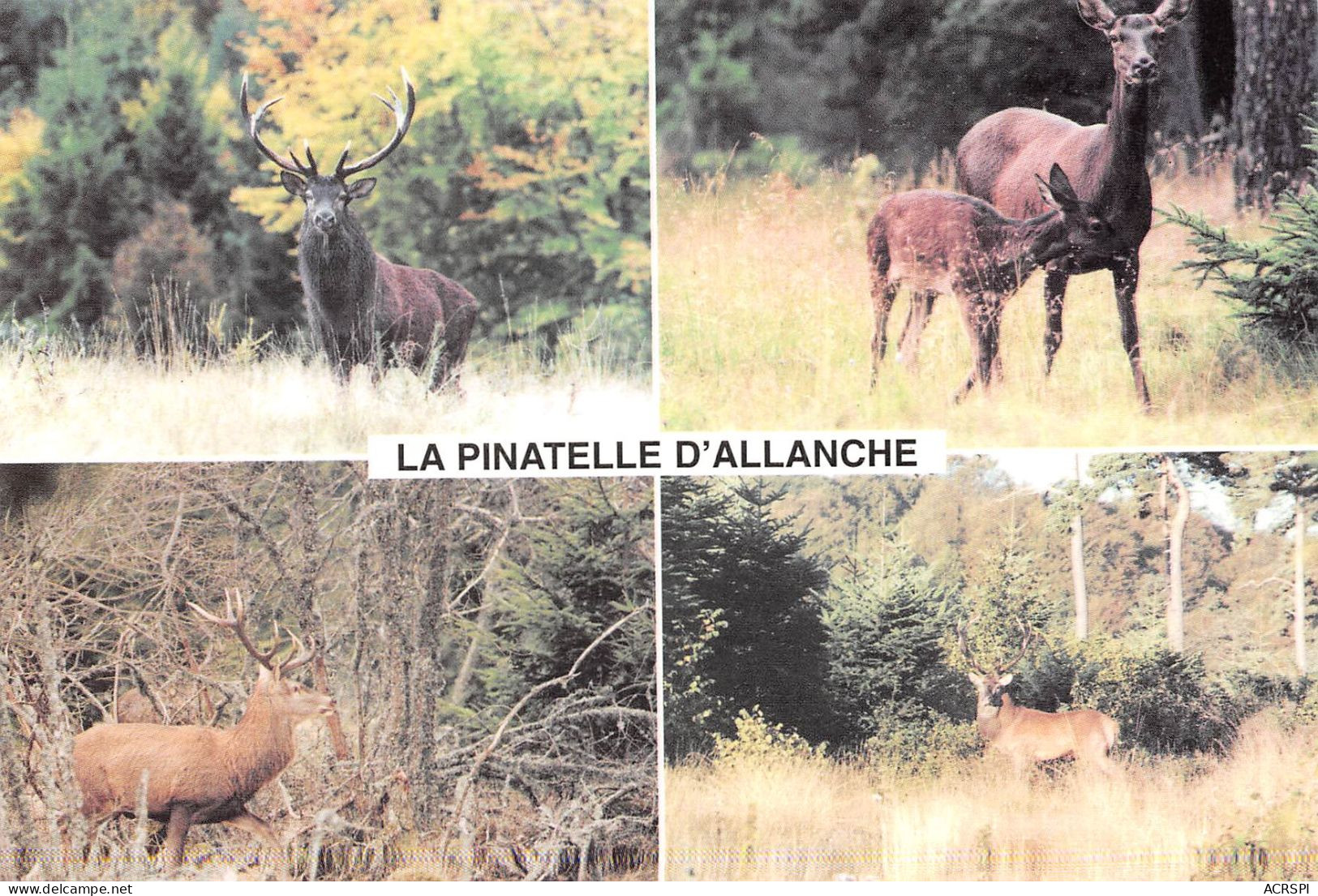 15 ALLANCHE La Pinatelle Le Bourg, 15170 Neussargues En Pinatelle Animaux Sauvages  215 / KEVREN0772 - Allanche