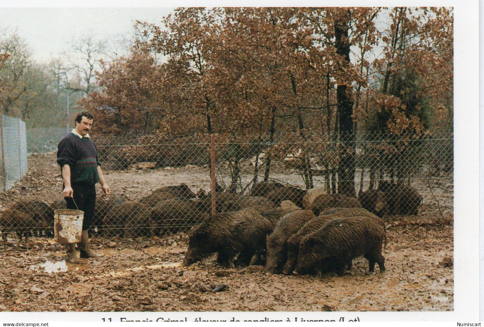 Livernon Francis Grimal Eleveur Sangliers Photo Jacques Decros - Livernon