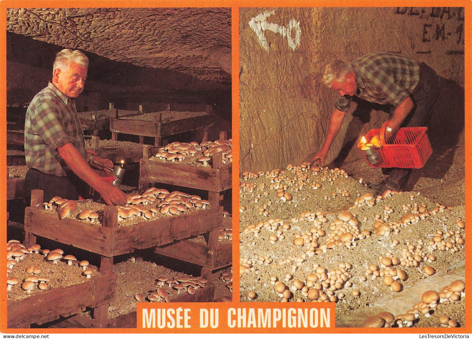 FLEURS - PLANTES & PLANTES - Champignons - Musée Du Champignon - Culture En Caisses - Carte Postale - Hongos