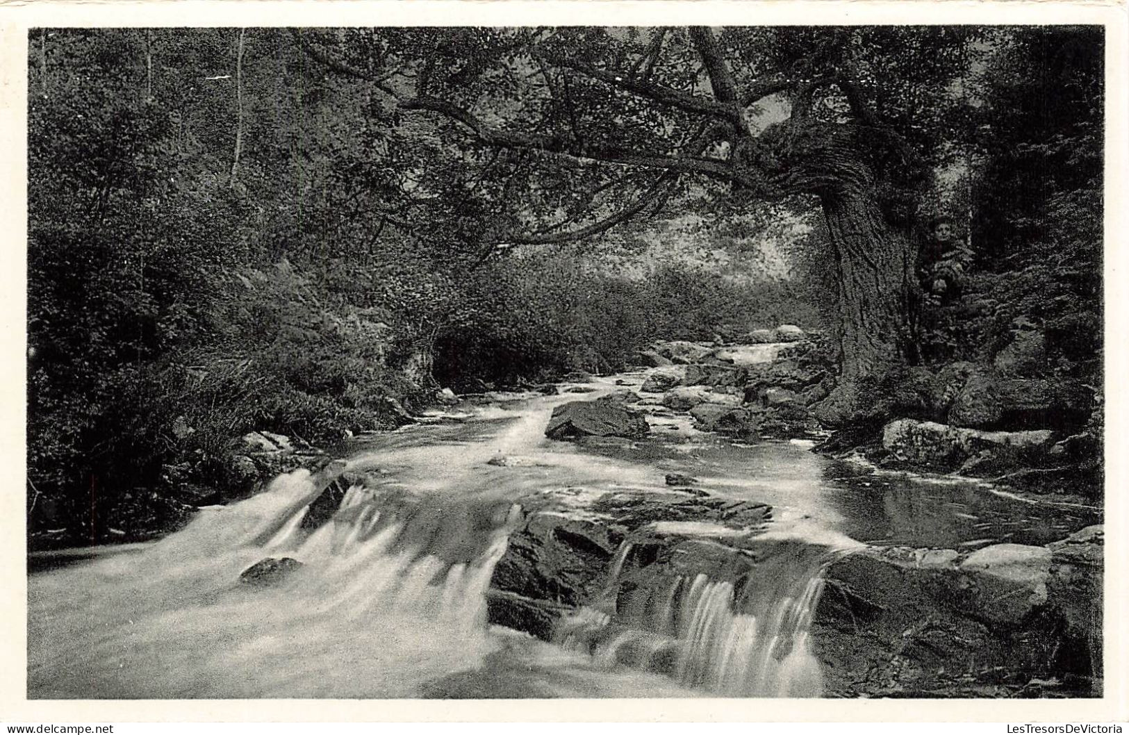 BELGIQUE - Vallée De La Hoegne - Le Chêne Rustique - Vue Générale - Carte Postale Ancienne - Andere & Zonder Classificatie