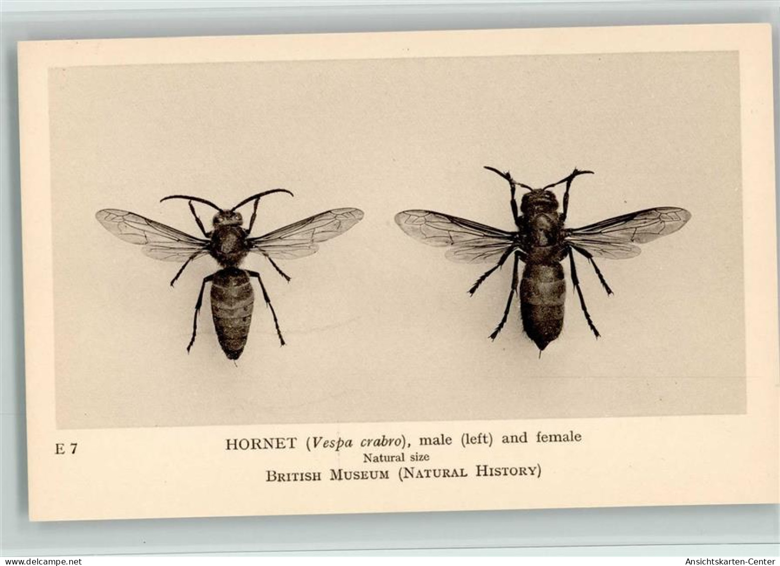 12093002 - Bienen / Imkerei British Museum E 7 - Hornet - Culturas