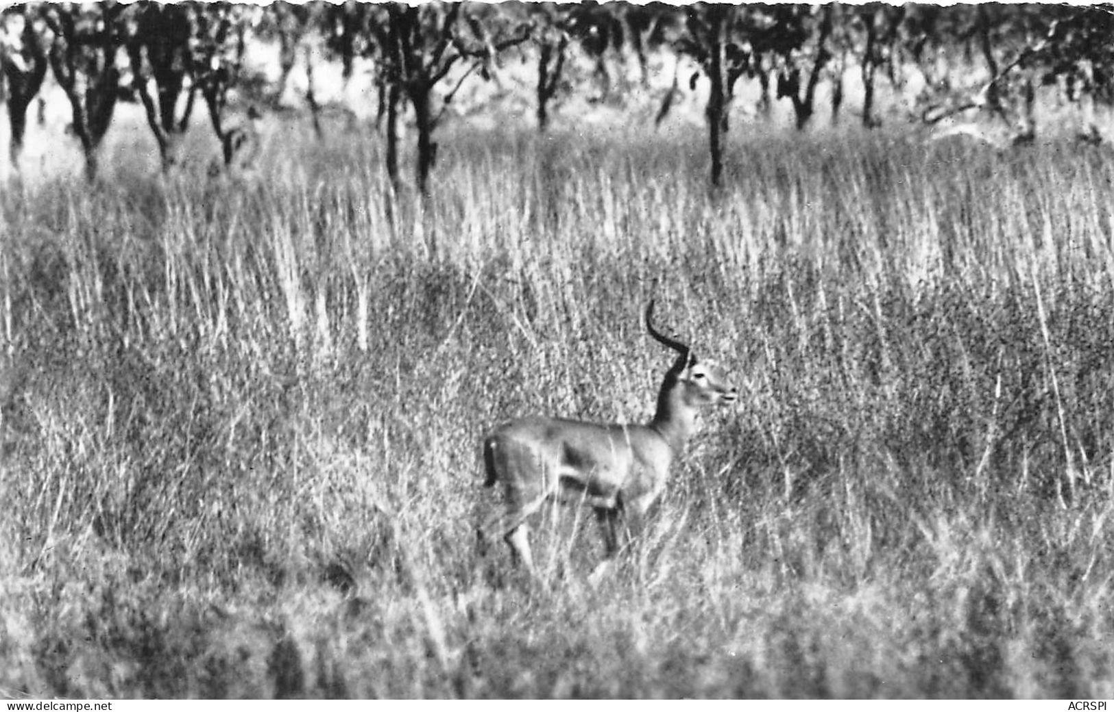 REPUBLIQUE DU NIGER La Faune COB Male 9(scan Recto-verso) MA181 - Niger