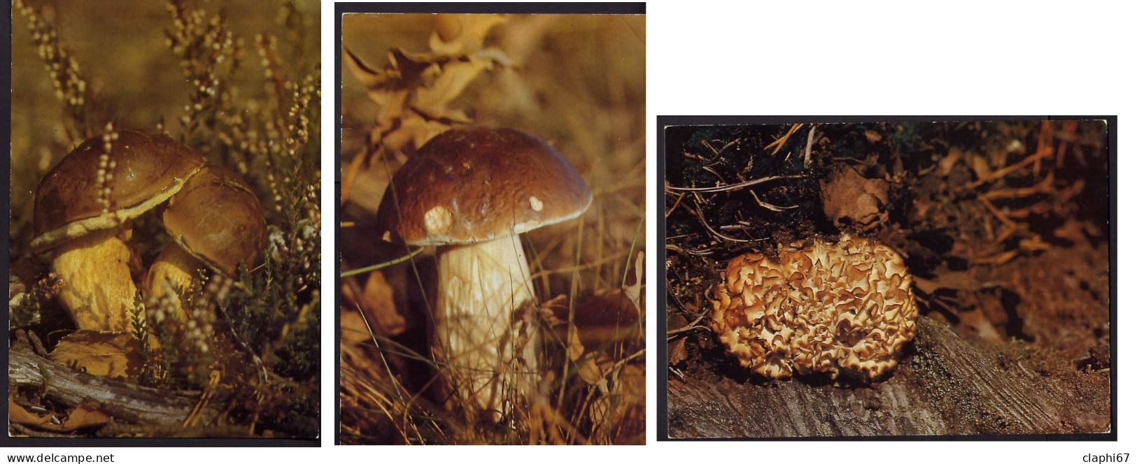 Allemagne, Lot De 3 Cartes Postales Neuves Champignons Comestibles (voir Scans) Essbare Pilze, Mushrooms - Pilze