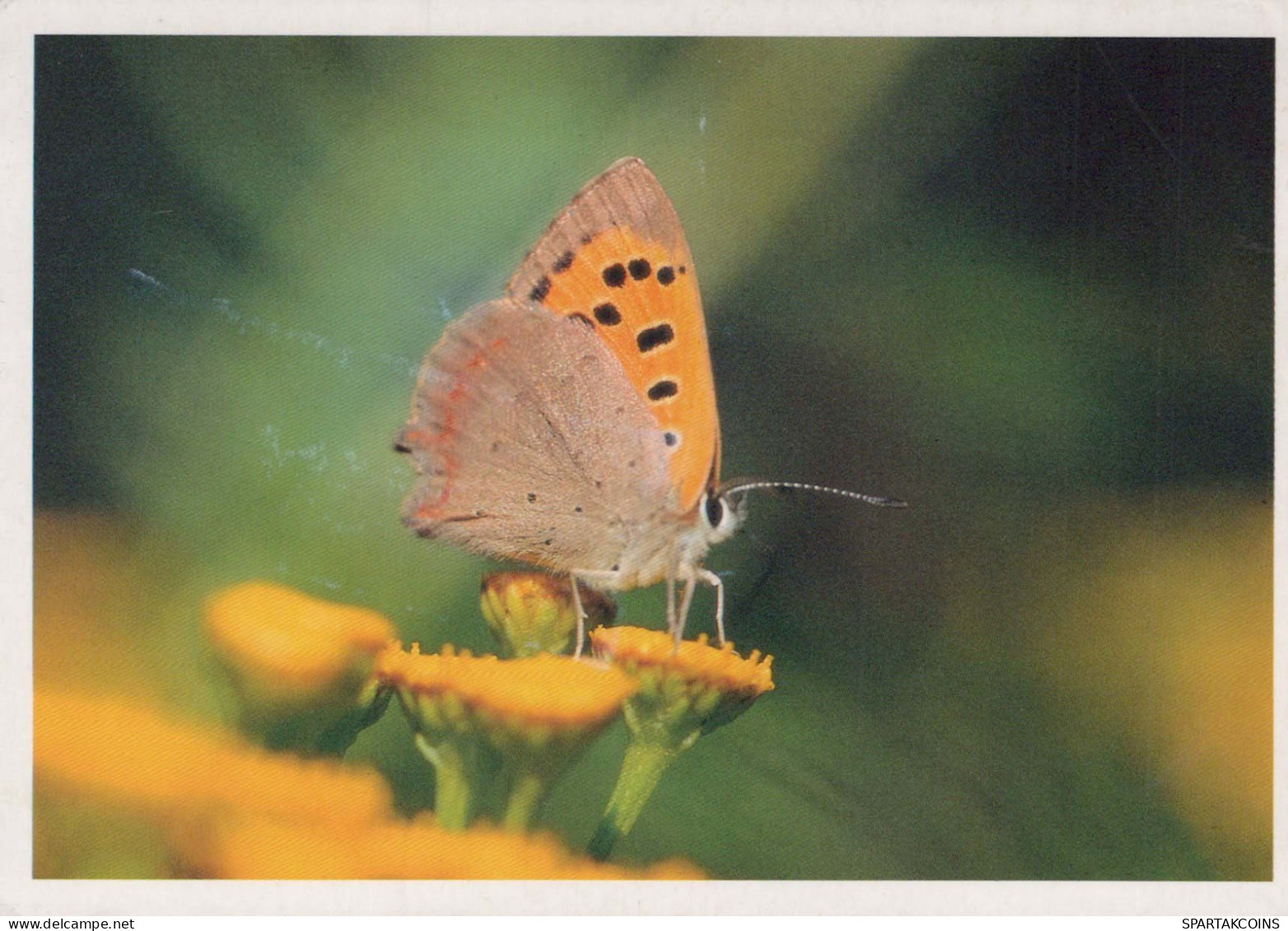 BUTTERFLIES Animals Vintage Postcard CPSM #PBS446.GB - Vlinders