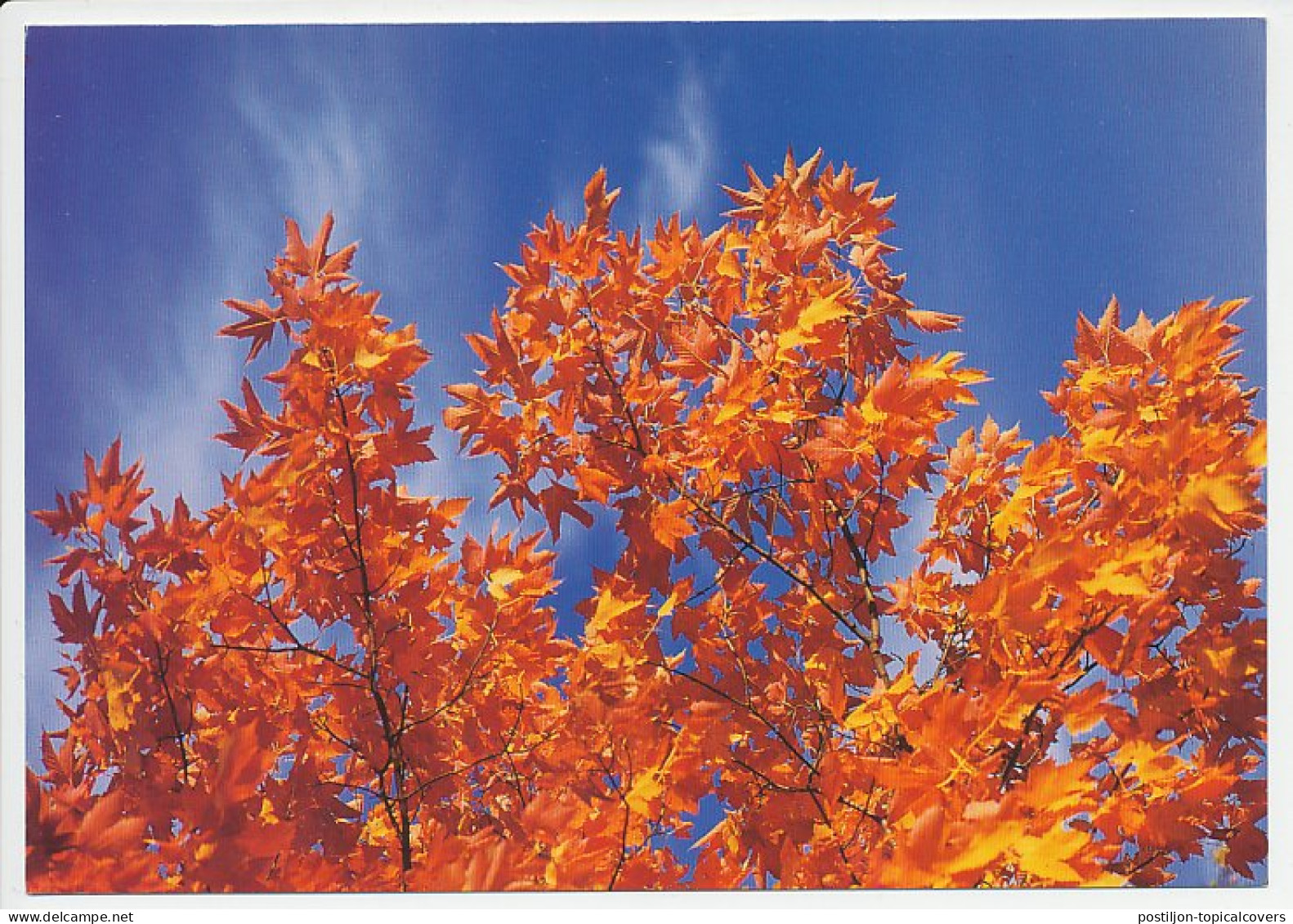 Postal Stationery Sweden Autumn Leaves - Trees