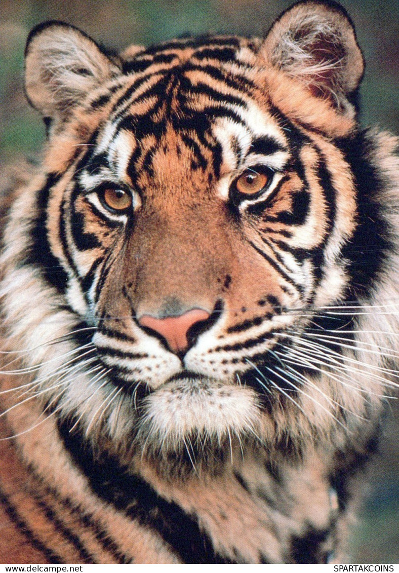 TIGRE GATO GRANDE Animales Vintage Tarjeta Postal CPSM Unposted #PAM025.ES - Tijgers